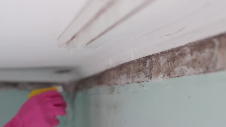 Briggs, OK Mold Removal Company
